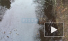 Видео: река у санатория в Сестрорецке загрязнена нефтепродуктами