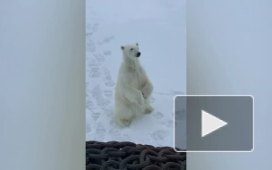 Мурманские моряки встретили очаровательного белого медведя в Арктике