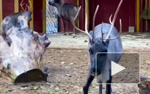 Олени трапезничают в Ленинградском зоопарке