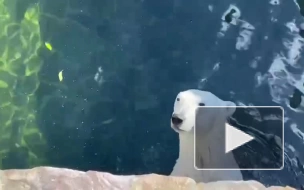 Медведица Хаарчана радуется лету в бассейне Ленинградского зоопарка