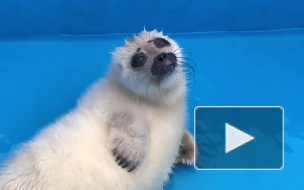 "Фонд друзей балтийской нерпы" показал купание пушистого нерпенка после завтрака