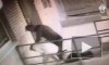 Видео: Пёс спас ростовчанку от убийцы с ножом