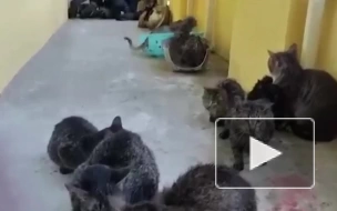 Из горящей студии в ЖК "Солнечный город" спасли 15 кошек