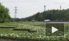 Садовники продолжают украшать Сестрорецк к лету