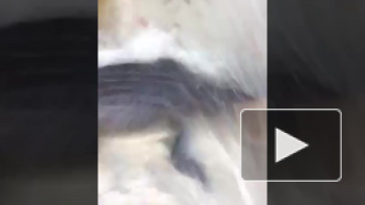 В Австралии туристка случайно сняла на видео, как на нее набросился крокодил