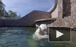 Ленинградский зоопарк показал прыжки в воду от медведицы Хаарчааны