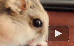 Петербуржцы смогут покормить обитателей Ленинградского зоопарка ягодами и шишками