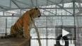 "Поющего" тигренка из Барнаульского зоопарка сняли ...