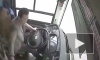 Жесткое видео из Китая: Из-за драки женщины и водителя автобус с пассажирами рухнул с высокого моста