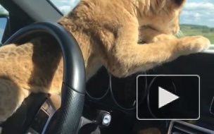 Житель Тюмени ездит на автомобиле со львенком на переднем сиденье