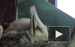 В Московском зоопарке вылупился птенец кудрявого пеликана