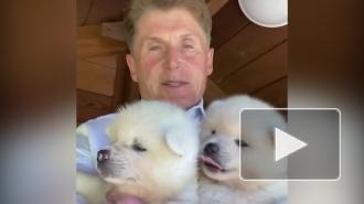 Глава Приморья через Instagram раздает щенков акита-ину