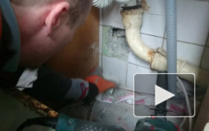 Ради застрявшего голубя в доме на Белградской пришлось ломать стену