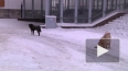 В Петербурге свора озверевших псов искусала семилетнюю ...