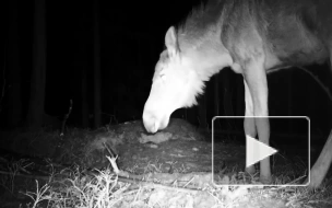 Видео: в Ленобласти лосиха на камеру показала свои стройные ножки