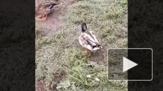 "Натуральный зоопарк": в Кудрово утки гуляют вместе с крысами 