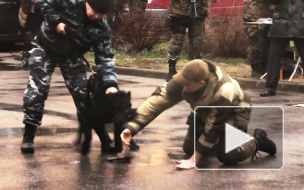 Кинологи и сотрудники СОБР "задержали" на границе "банды" при помощи собак и оружия