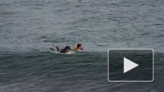 Серфер отбился от акулы и отделался лишь раной на ноге