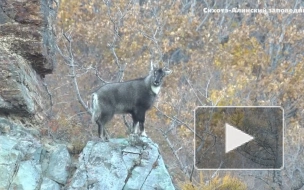 В Приморье сняли на видео самого редкого дикого копытного России