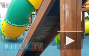 На Комендантском проспекте убрали рой пчел, но они вернулись 
