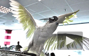 Чемпионат мира-2014, Россия - Алжир: попугай-пророк сделал прогноз