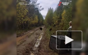 Видео: трех медвежат-сирот вернули в родные леса под Кировом