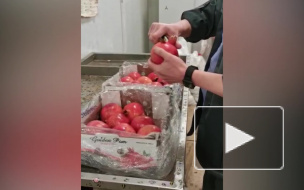 В Большом порту Петербурга проверили 2731 тонну свежих гранатов