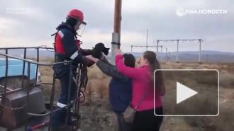 Тувинские энергетики спасли кошку, просидевшую четыре дня на опоре ЛЭП