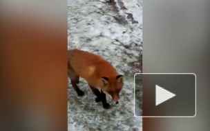 В Гатчинском парке сняли на видео лису, охотившуюся на уток