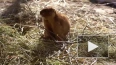 Сурки впали в зимнюю спячку в Московском зоопарке