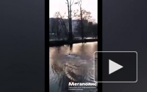 Юный "морж" переплыл Галерную гавань на Васильевском острове