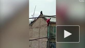 В Кении павиан сбросил человека с четвертого этажа