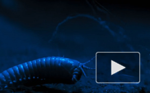 В калифорнийском озере Моно обнаружены черви трех полов