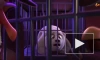 Вышел дублированный трейлер анимационного фильма "Крутые яйца: Миссия "Пингвин"