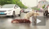 Душераздирающее видео из Китая: Собака пытается оживить своего сбитого друга хаски (18+)