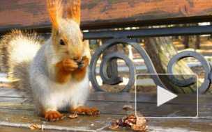 Ореховый Спас 2015 года: обычаи, приметы, традиции и рецепты ищут россияне к празднику