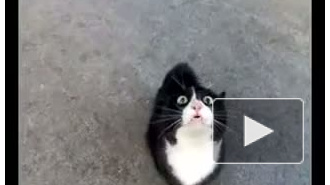 Средство против ненавистных соседей Средство против ненавистных соседей