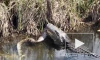 Смертоносную схватку трехметрового тигрового питона и аллигатора сняли на видео