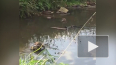 Видео: в парке Сосновка завелись новые обитатели пруда