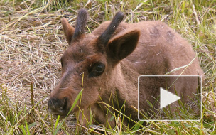 Из несчастных оленей петербургские живодеры хотели сделать шашлык