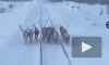 В Якутии олени перегородили путь пассажирскому поезду