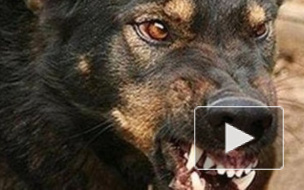 Ребенок, которому собаки отгрызли ноги, слушал музыку в момент нападения. В Сети опубликовали шокирующие фото