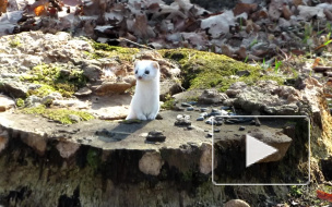 Жительница Петербурга заметила ласку в Александровском парке 