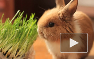 В Петропавловской крепости детям покажут, как кролики любят друг друга
