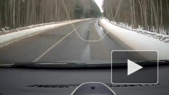 Видео: водитель в Кингисеппском районе чудом спасся от выбежавшей на дорогу лосихи