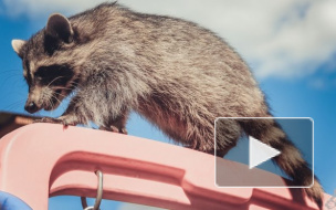 Еноты в тельняшках "захватили" ледокол Красин