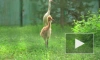 В Московском зоопарке появился птенец краснокнижного стерха