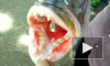 Рыбаки поймали морское чудище с человеческими зубами 