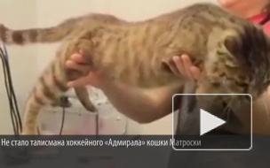 Несчастную кошку Матроску сгубил тяжелый сахарный диабет