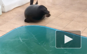 Тюлень Крошик напомнил, что выходить на лед опасно